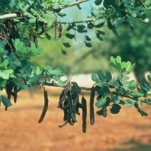 丹尼斯克 刺槐豆膠